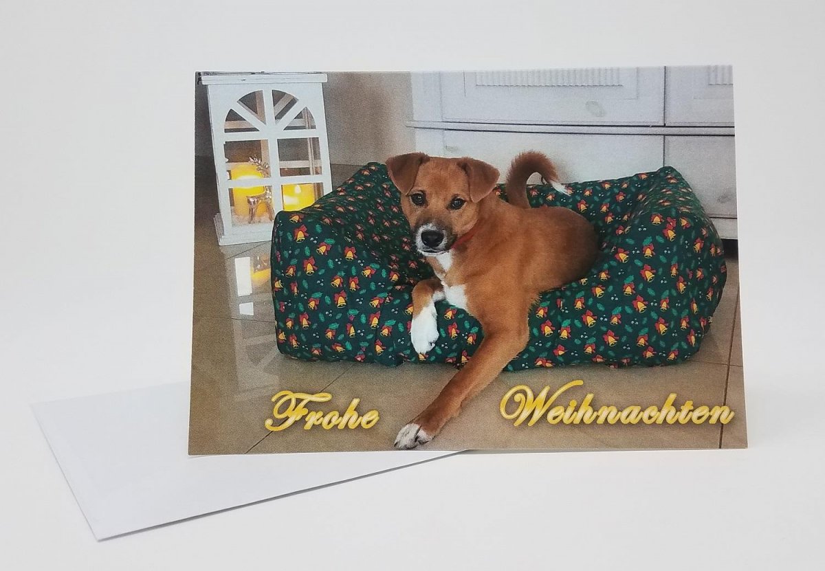 Weihnachtskarte Hund Frohe Weihnachten, 1,50