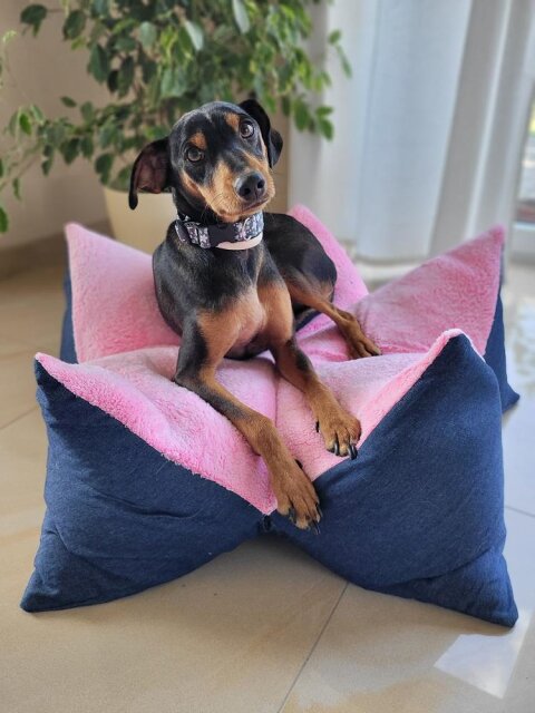 Hundesternekissen Kronenkissen pink Jeans