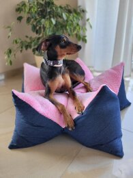 Hundesternekissen Kronenkissen pink Jeans