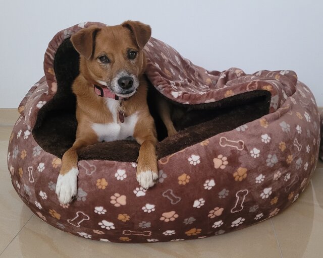 Hunde Kuschelh&ouml;hle weich in dunkelbraun